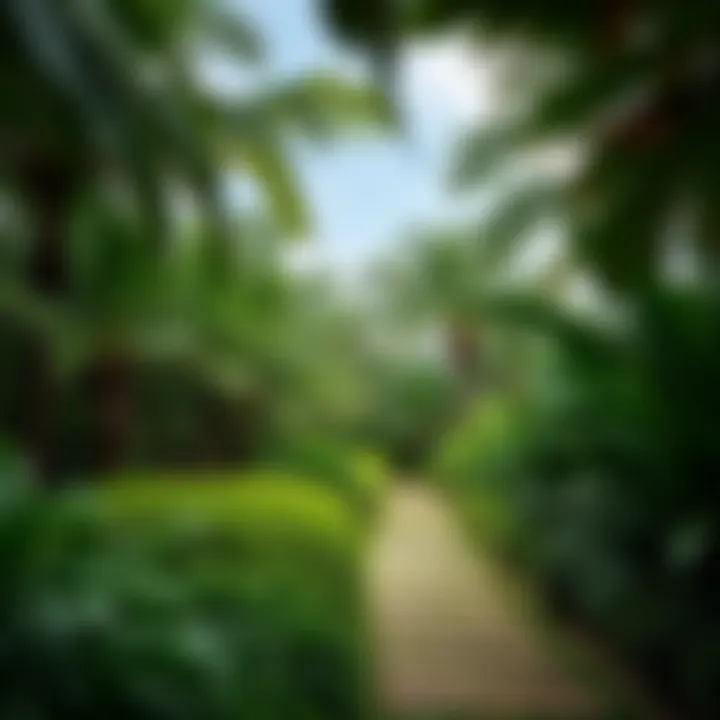 Lush green pathways meandering through a tropical garden